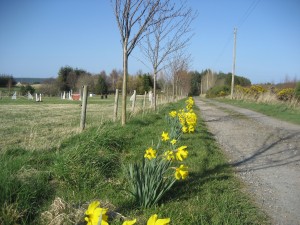 summer at springburn 2012 002
