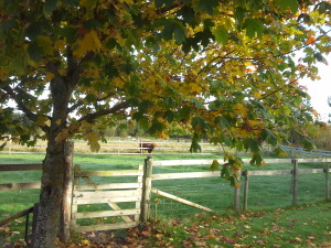 20141015_082828[1]