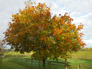 20141015_082900[1]