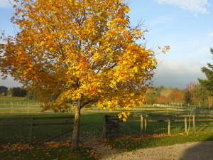 20151027_160921[1]